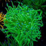 Todds Torch Euphyllia with flowing tentacles in reef aquarium