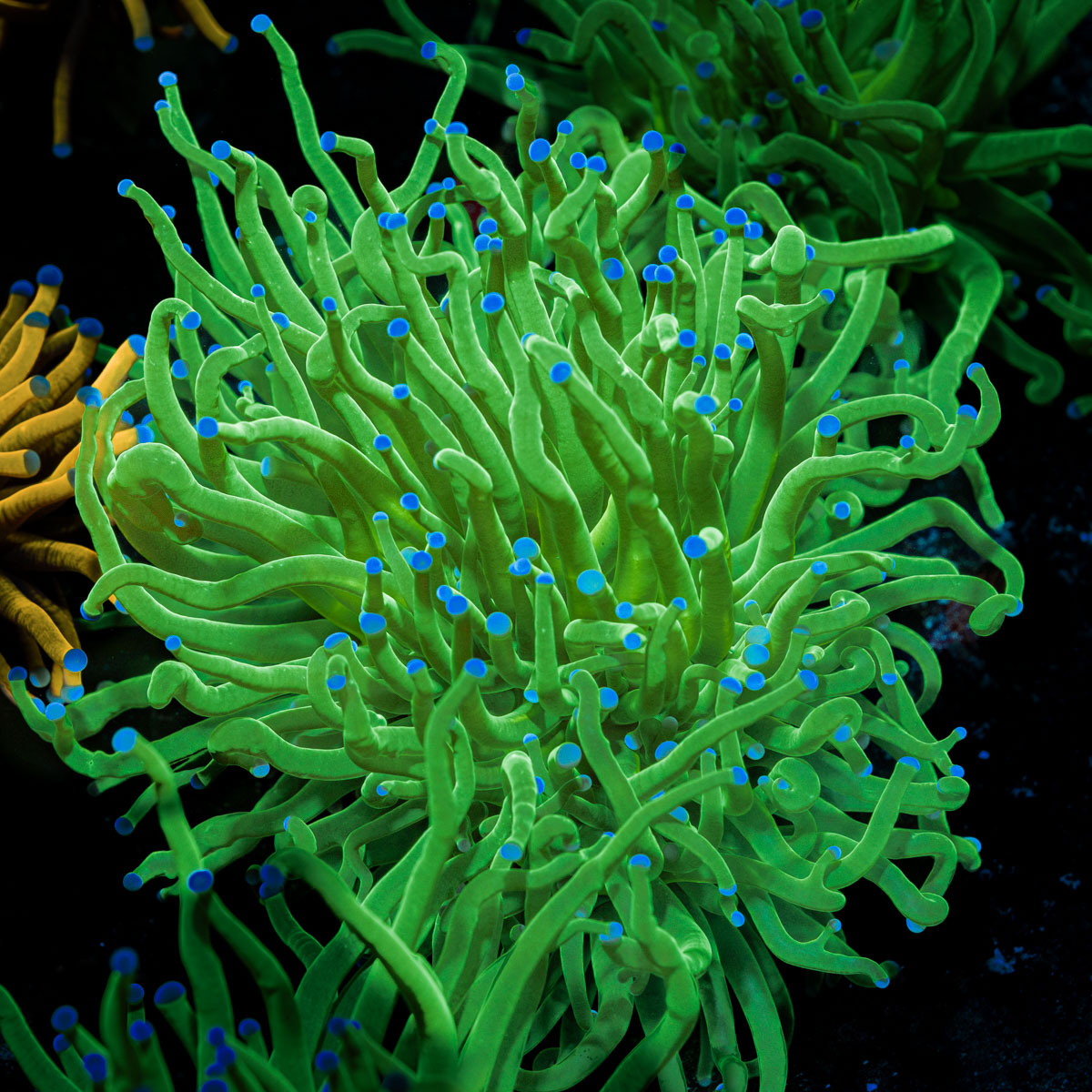 Todds Torch Euphyllia with flowing tentacles in reef aquarium