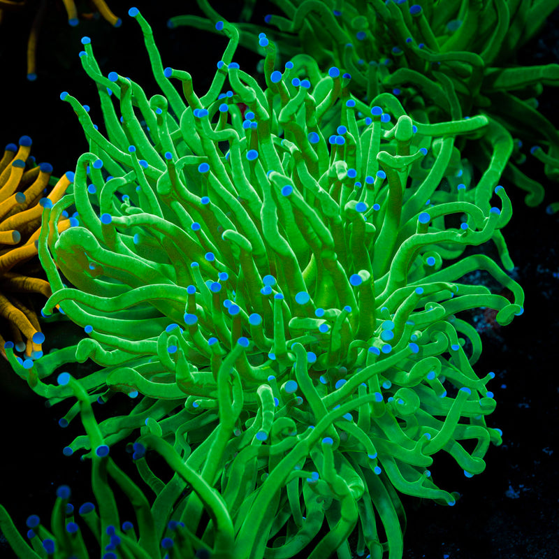 Todds Torch Euphyllia Coral