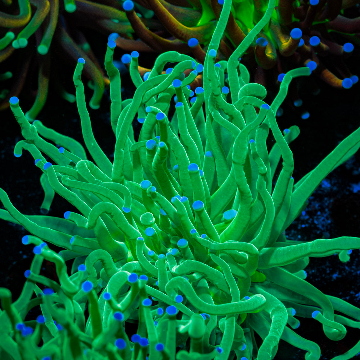 Todds Torch Euphyllia with flowing tentacles in reef aquarium