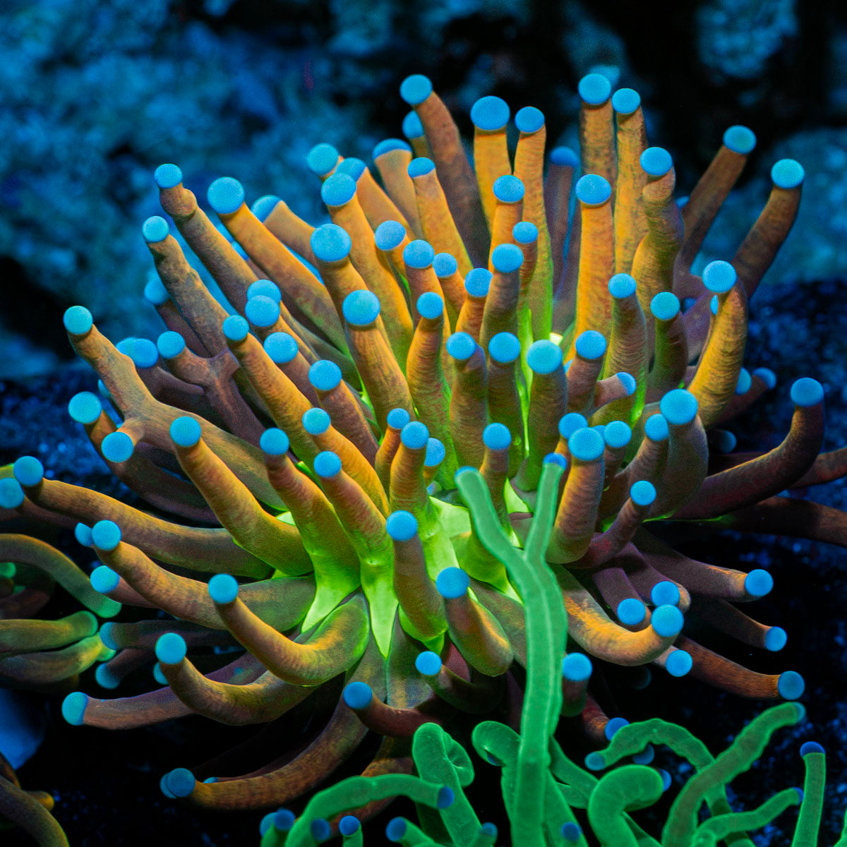 Mardi Gra Torch Euphyllia with flowing tentacles in reef aquarium