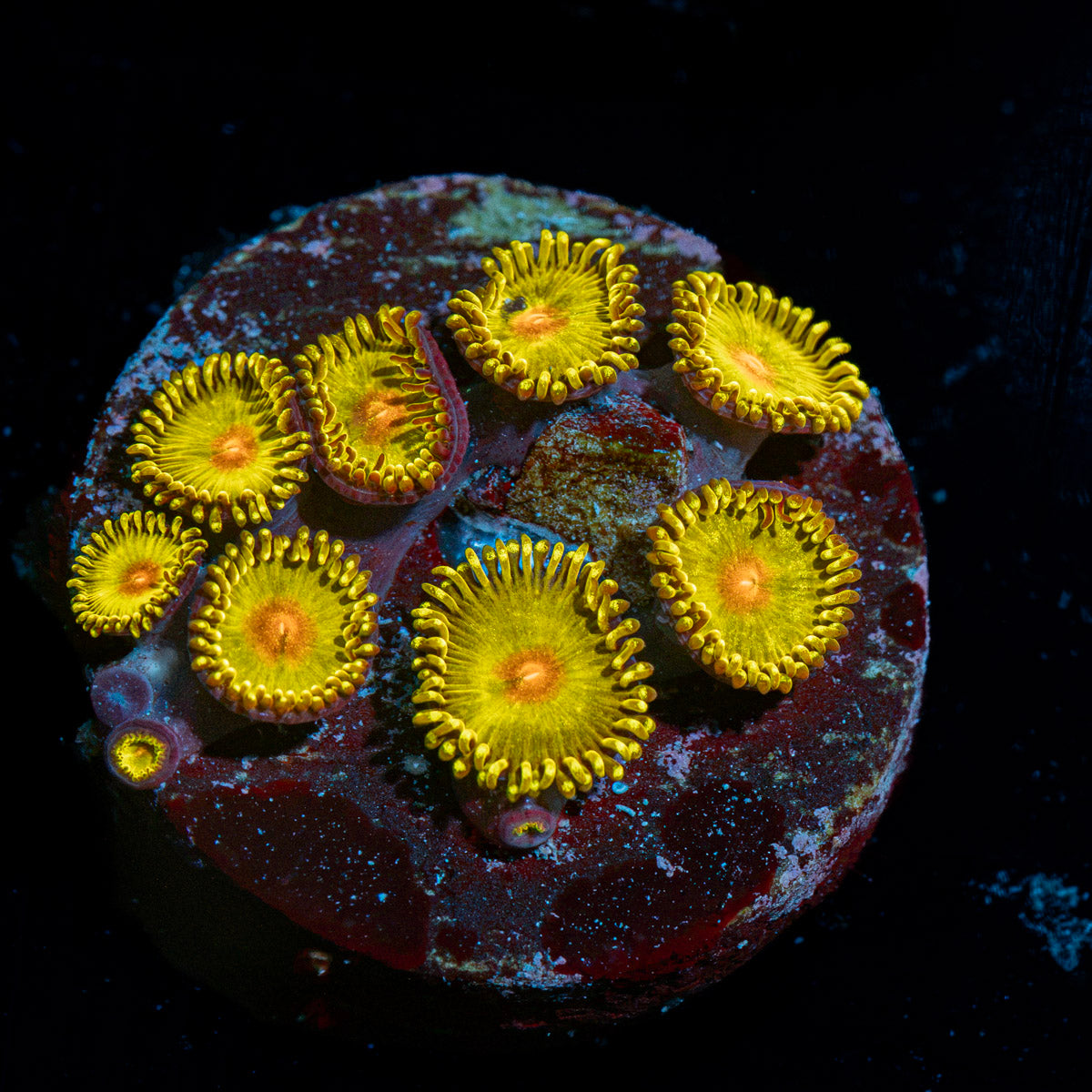 Tutti Fruity Zoanthid coral colony growth in reef aquarium
