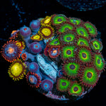 Zoanthid Cmbo with colony growth in reef aquarium
