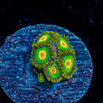 Rasta Zoanthid Coral with colony growth in reef aquarium