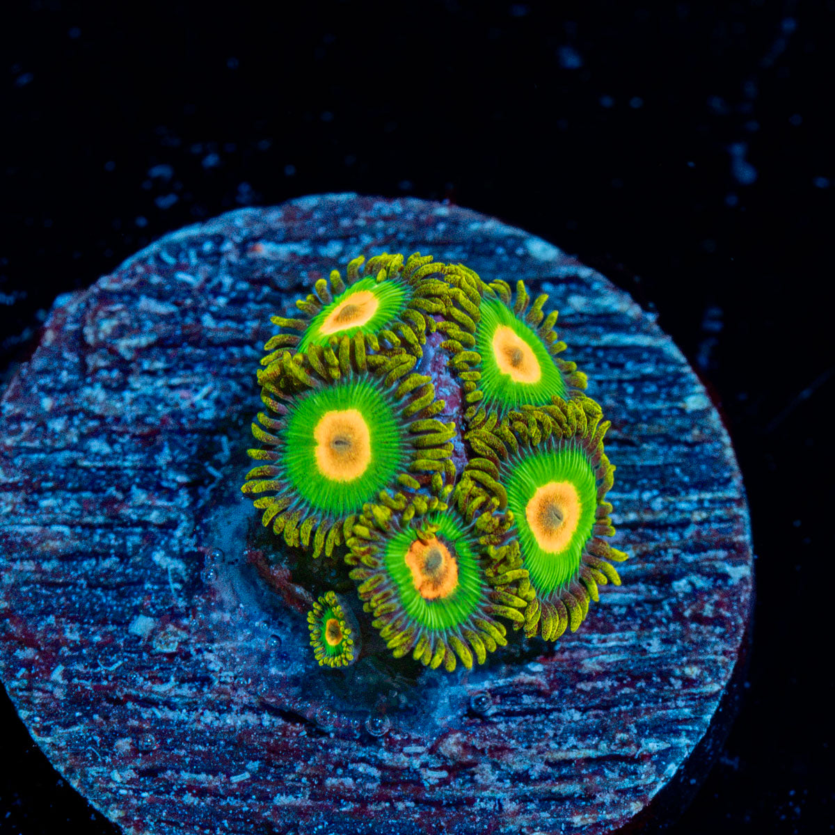 Rasta Zoanthid Coral with colony growth in reef aquarium