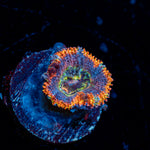 Rampage Rainbow Acan Coral with fleshy polyps in reef aquarium