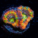 Clown Shoes Rainbow Acan Coral with fleshy polyps in reef aquarium