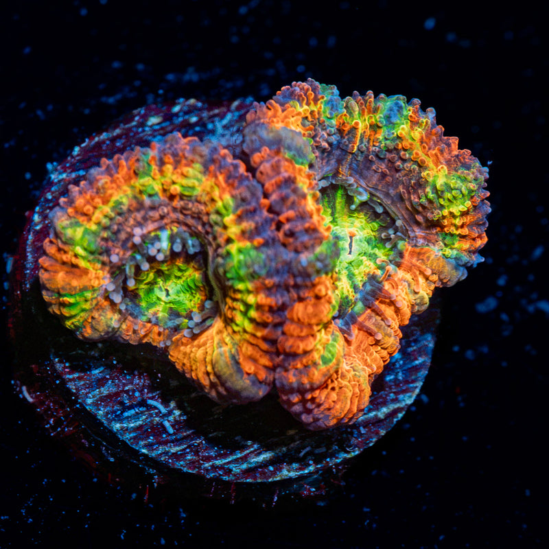 Clown Shoes Rainbow Acan Coral with fleshy polyps in reef aquarium