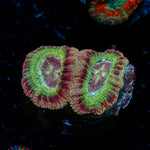 Chomper Asian Acan Coral with fleshy polyps in reef aquarium