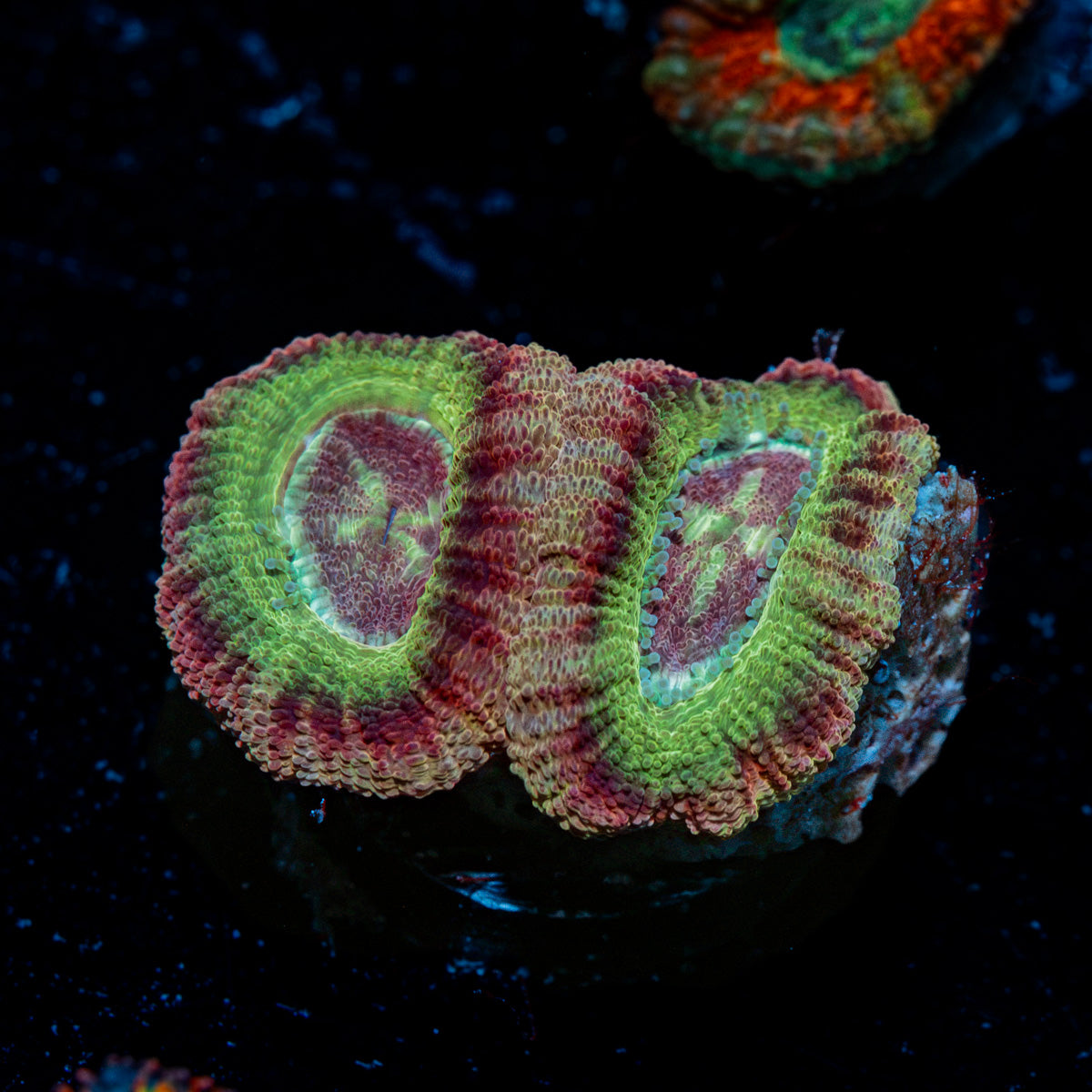 Chomper Asian Acan Coral with fleshy polyps in reef aquarium