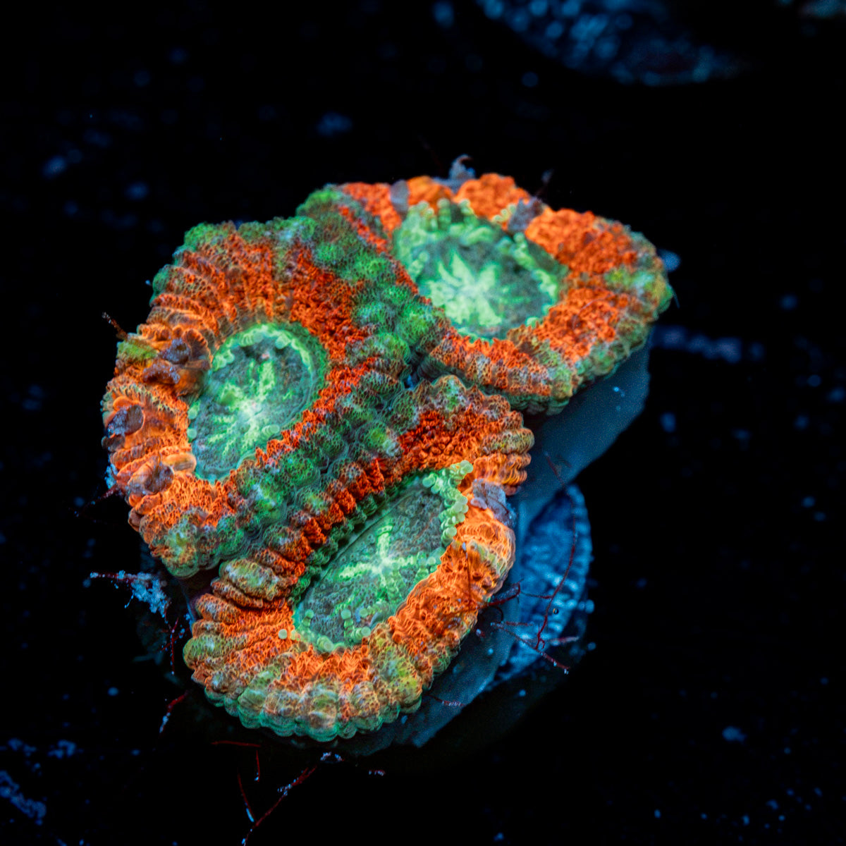 AquaMan Acan Coral with fleshy polyps in reef aquarium