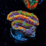 Rampage Rainbow Acan Coral with fleshy polyps in reef aquarium