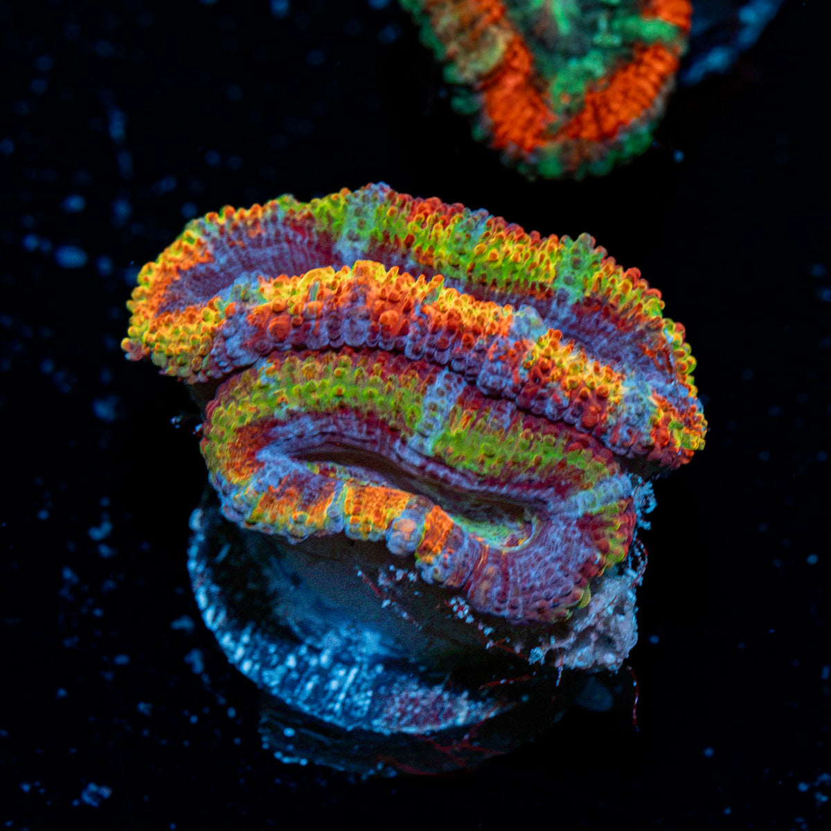 Rampage Rainbow Acan Coral with fleshy polyps in reef aquarium