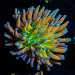Mardi Gra Torch Euphyllia with flowing tentacles in reef aquarium