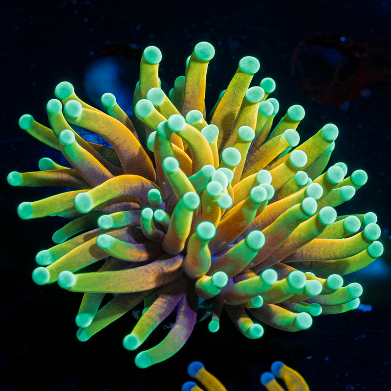 Inferno Torch euphyllia Coral