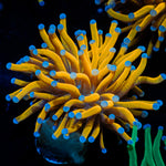 24K Torch Euphyllia with flowing tentacles in reef aquarium