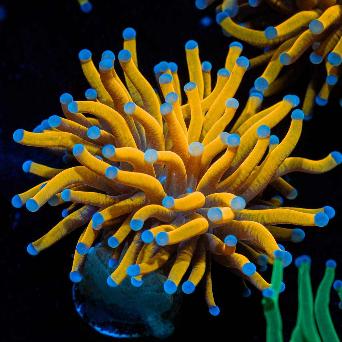 24K Torch Euphyllia with flowing tentacles in reef aquarium