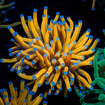24K Torch Euphyllia with flowing tentacles in reef aquarium