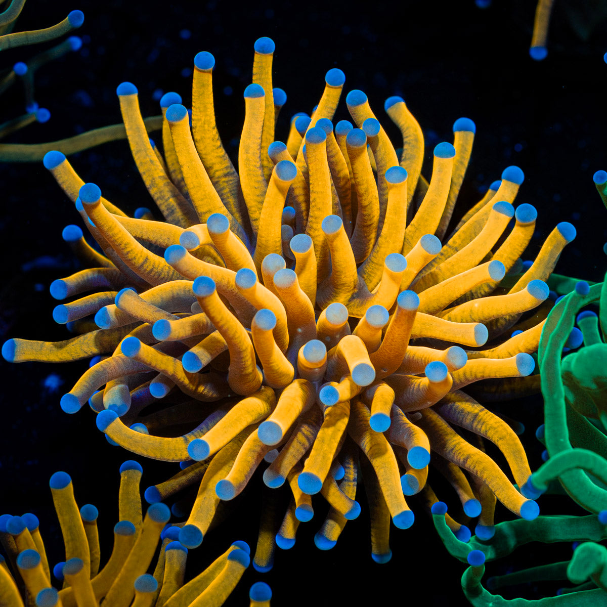 24K Torch Euphyllia with flowing tentacles in reef aquarium