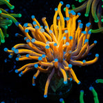 24K Torch Euphyllia with flowing tentacles in reef aquarium