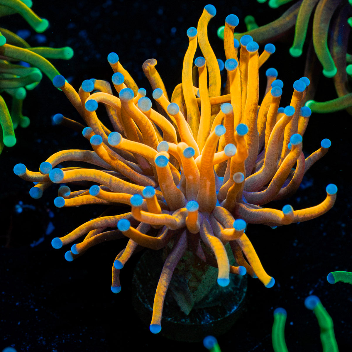 24K Torch Euphyllia with flowing tentacles in reef aquarium