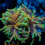 Dragon Soul Torch Euphyllia with flowing tentacles in reef aquarium