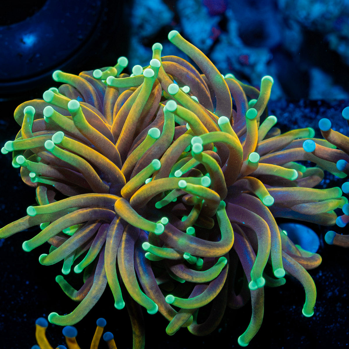 Dragon Soul Torch Euphyllia with flowing tentacles in reef aquarium