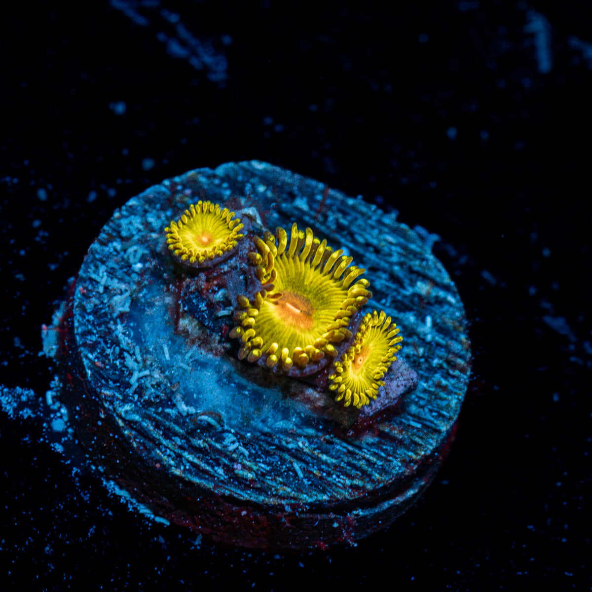 Golden Gods Zoanthid Coral with colony growth in reef aquarium