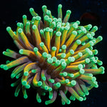 Inferno Torch euphyllia with flowing tentacles in reef aquarium