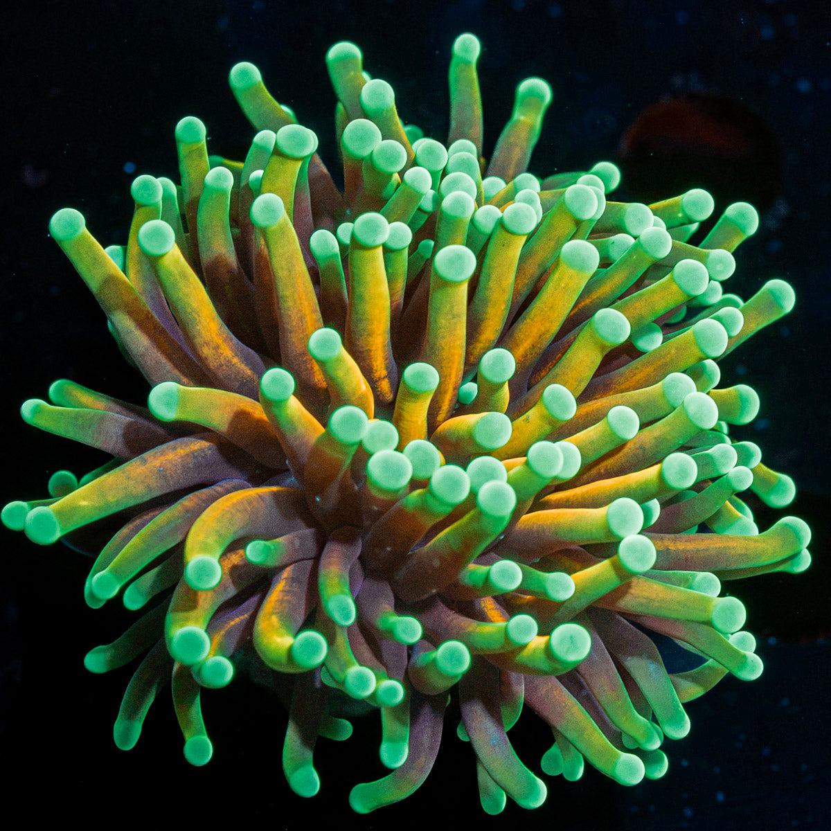 Inferno Torch euphyllia with flowing tentacles in reef aquarium