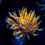 24K Torch Euphyllia with flowing tentacles in reef aquarium