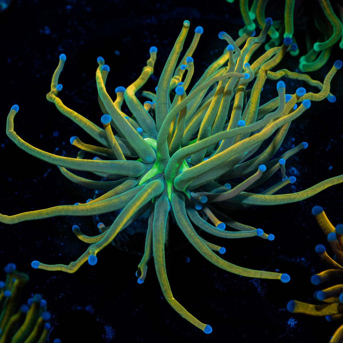 Talmer Torch Euphyllia with flowing tentacles in reef aquarium