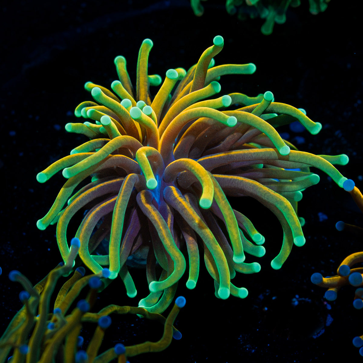 Inferno Torch euphyllia with flowing tentacles in reef aquarium