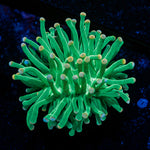 Cotton Candy Torch Euphyllia with flowing tentacles in reef aquarium