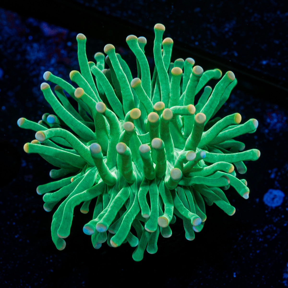 Cotton Candy Torch Euphyllia with flowing tentacles in reef aquarium