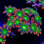 ARC Firework Clove Polyps Coral with colony growth in reef aquarium