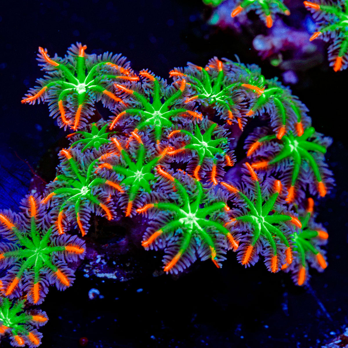 ARC Firework Clove Polyps Coral with colony growth in reef aquarium