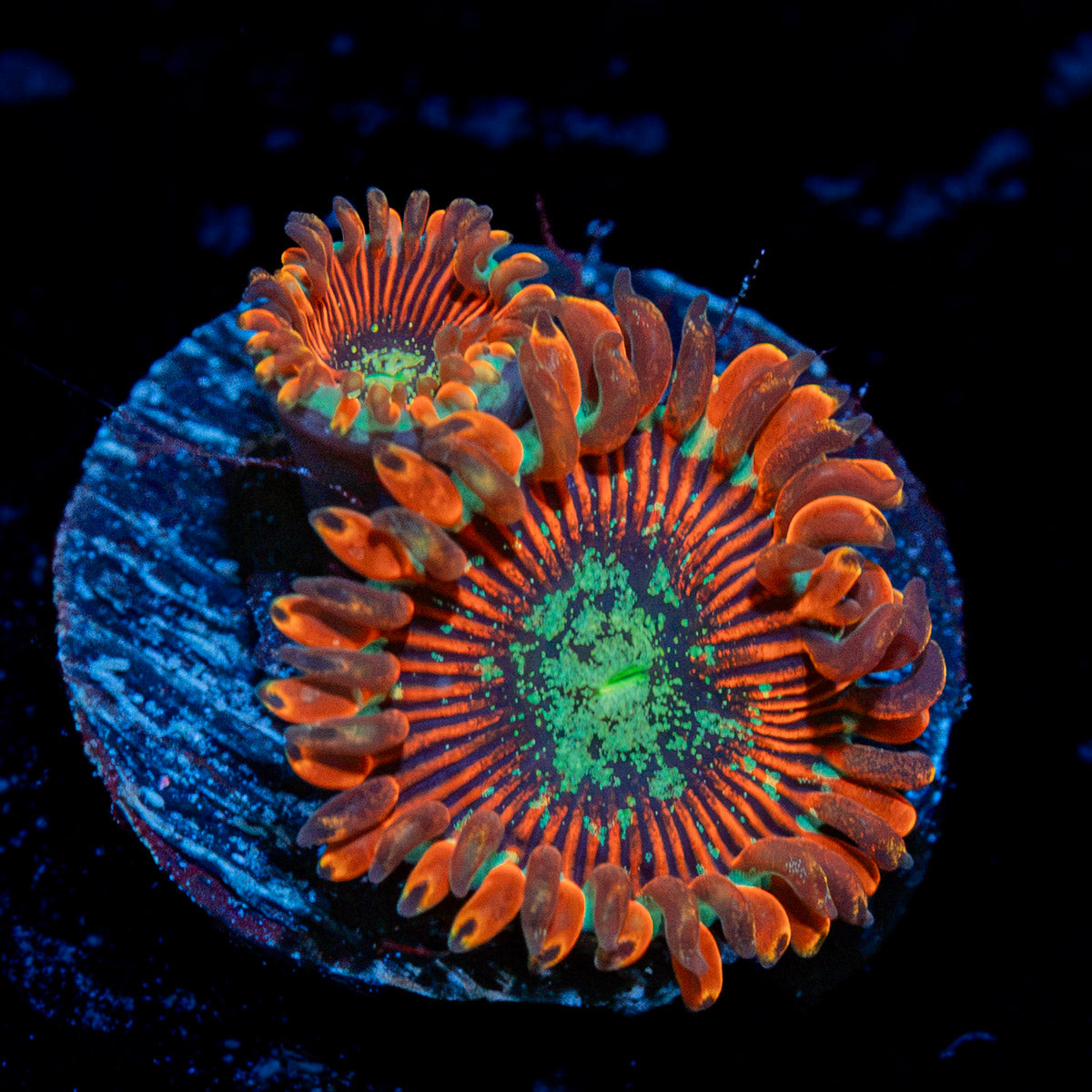 Dark Magician Zoanthid Coral with colony growth in reef aquarium