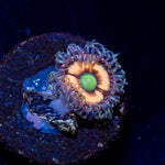 Gobstopper Zoanthid colony growth in reef aquarium with soft coral features