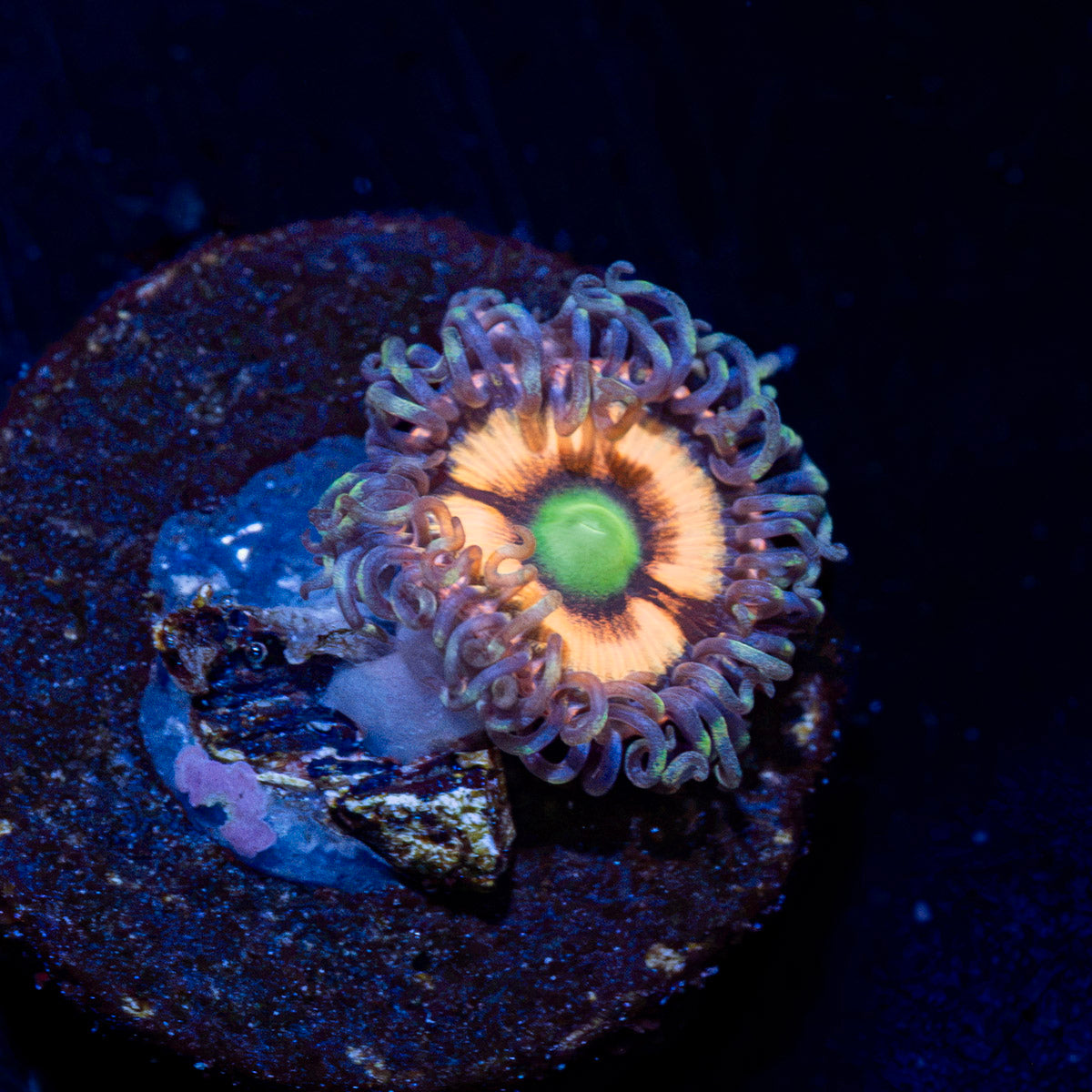 Gobstopper Zoanthid colony growth in reef aquarium with soft coral features