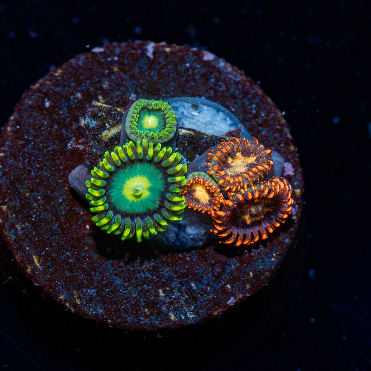 Zoanthid Combo showcasing colony growth in reef aquarium