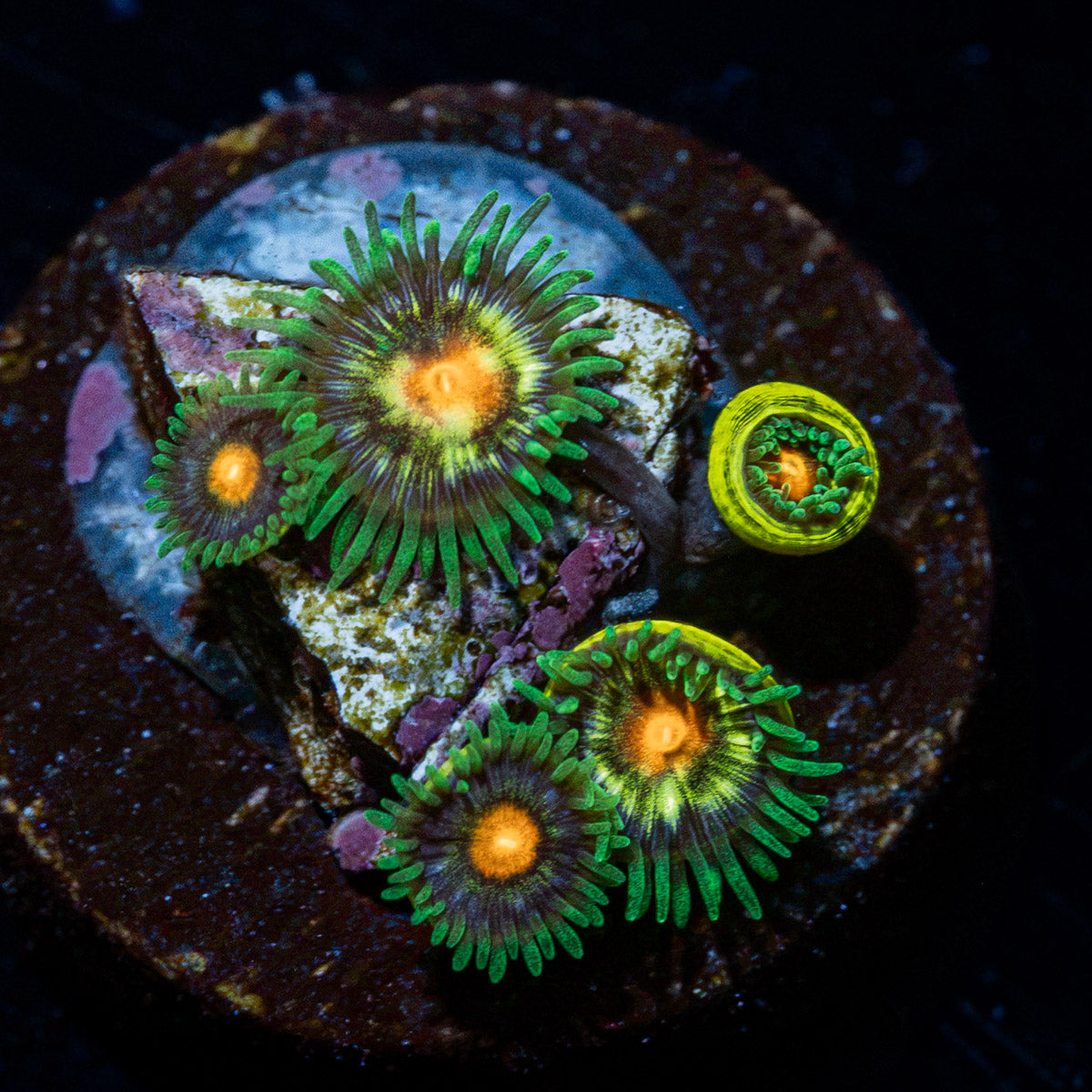 Daisy Cutters Zoanthid colony growth in reef aquarium environment