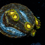 King Midas Zoanthid colony growth in reef aquarium environment