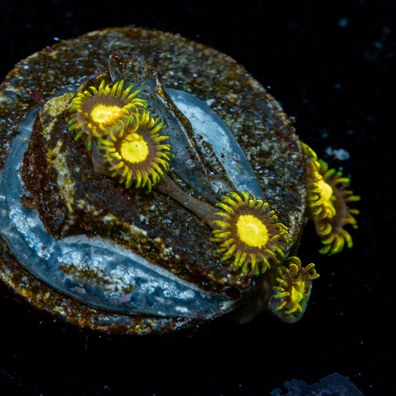 King Midas Zoanthid Coral