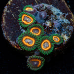 Fairy Tails Zoanthid colony growth in reef aquarium environment
