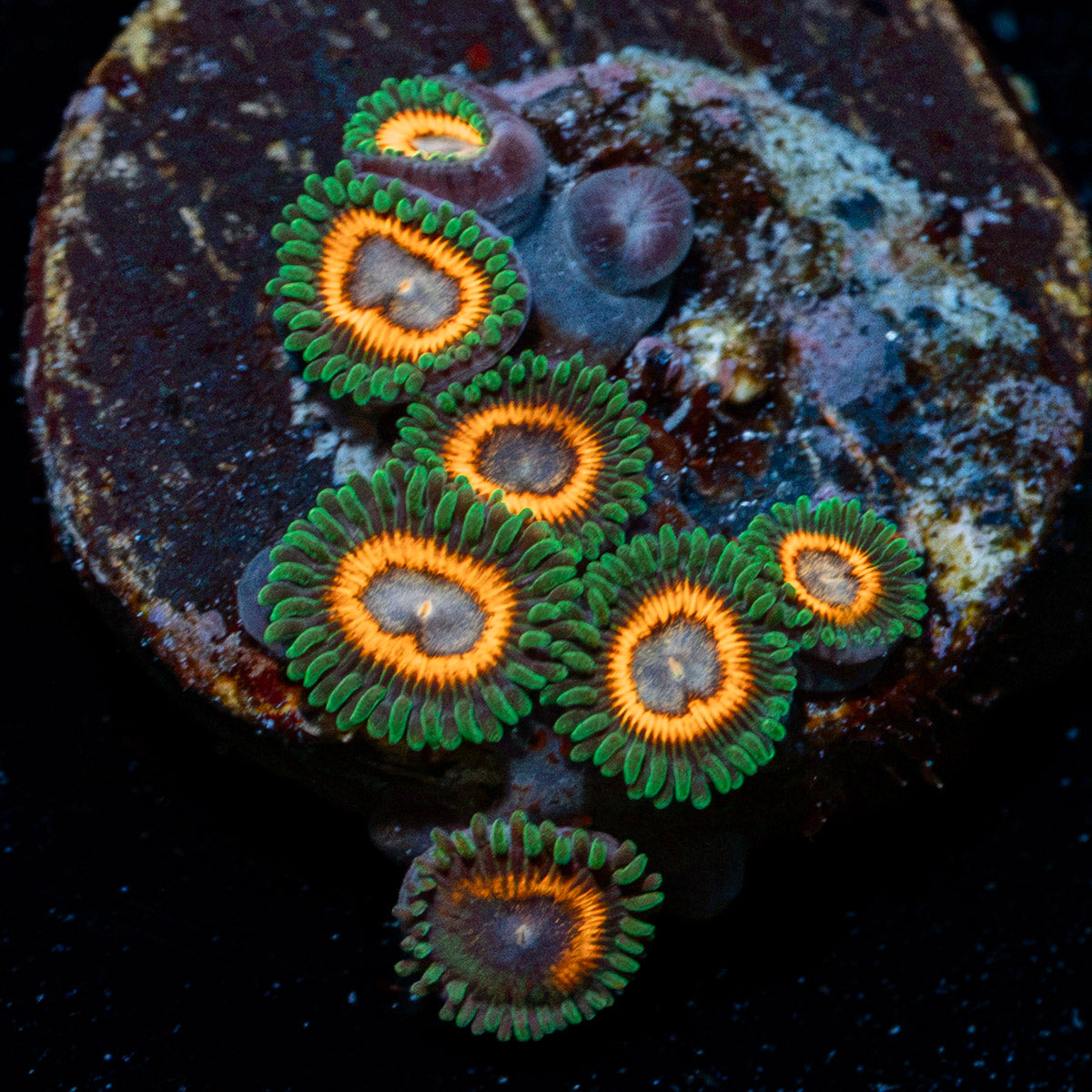 Fairy Tails Zoanthid colony growth in reef aquarium environment
