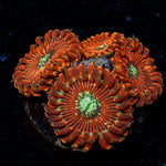 Dark Magician Zoanthid colony growth in reef aquarium