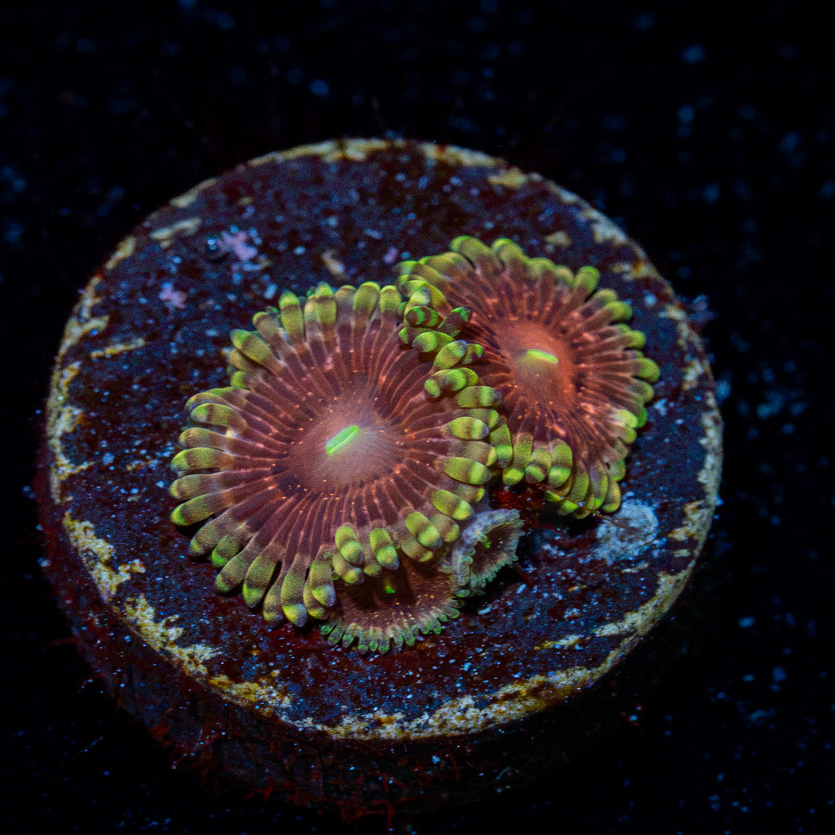 Vivid Lunars Zoanthid colony growth in reef aquarium