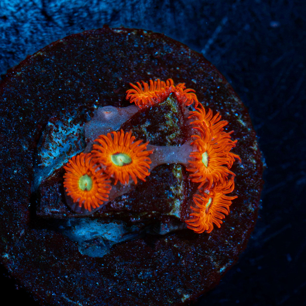 Charmander Zoanthid Coral colony growth in reef aquarium