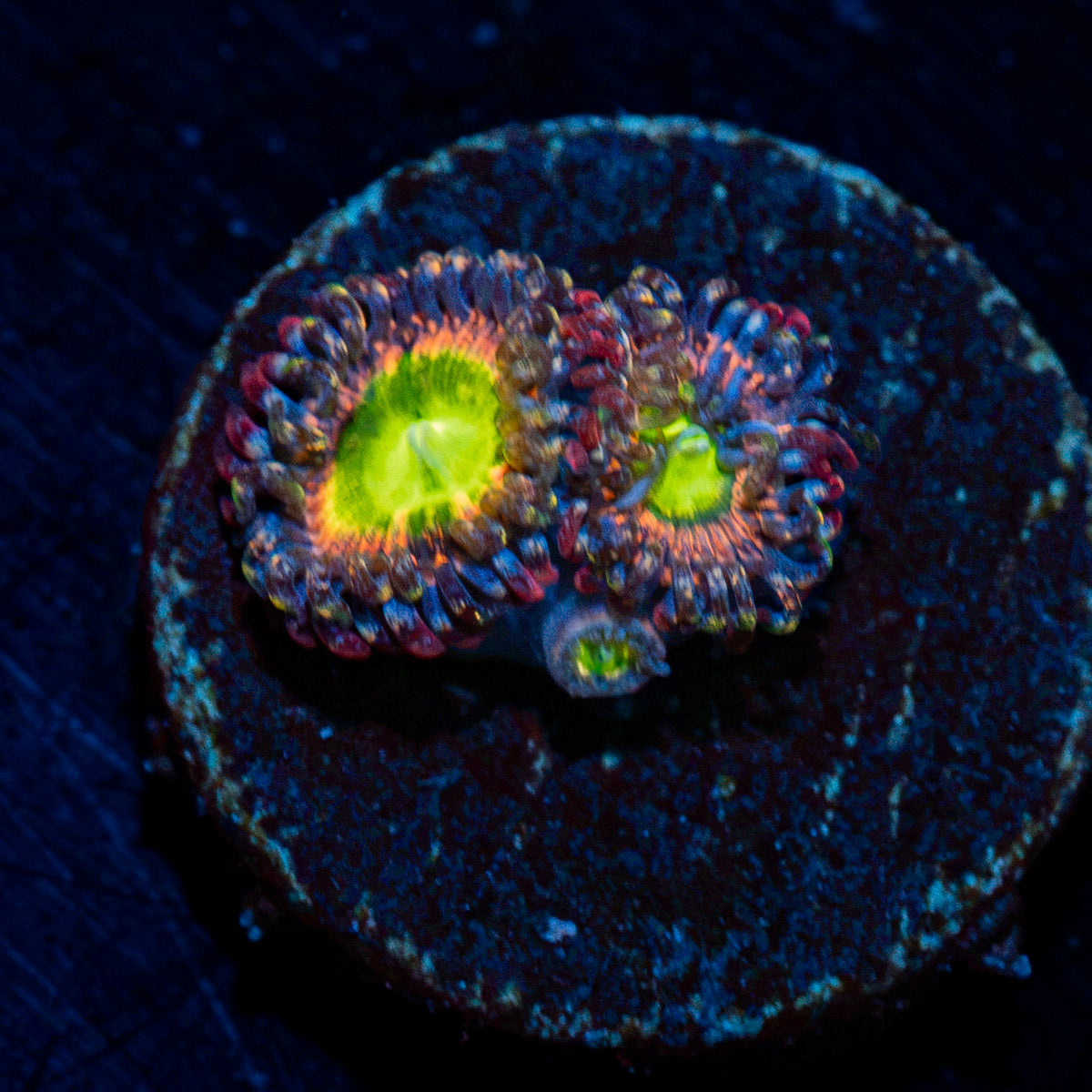 Funny D Zoanthid colony growth in reef aquarium environment